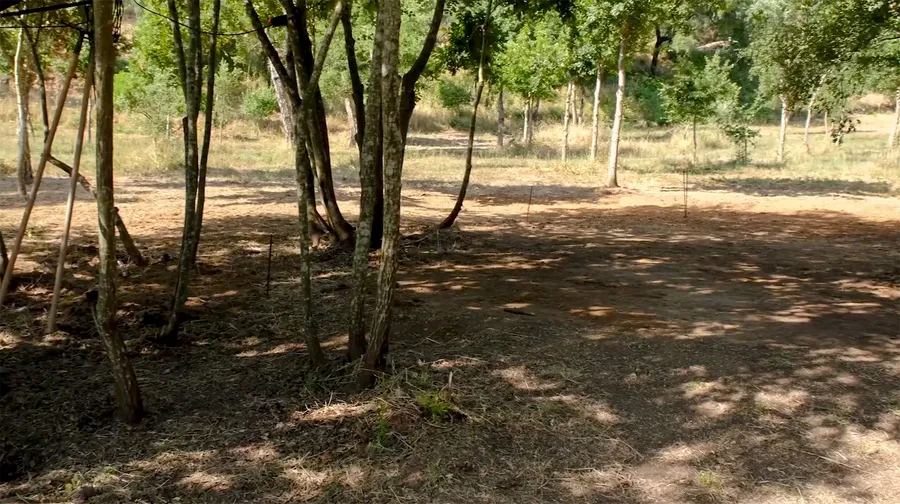 Terrain boisé et sauvage avant travaux, simple clairière de terre battue entre les arbres.